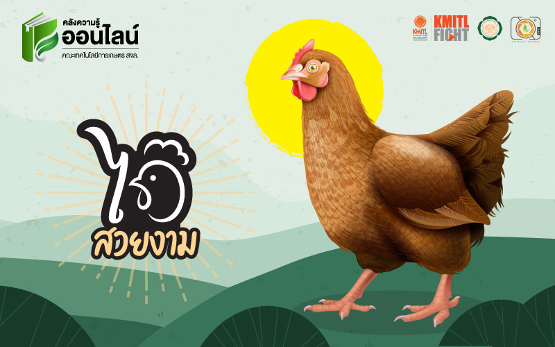 ไก่สวยงาม